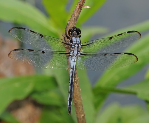 Male
2009_08_01_Floyd